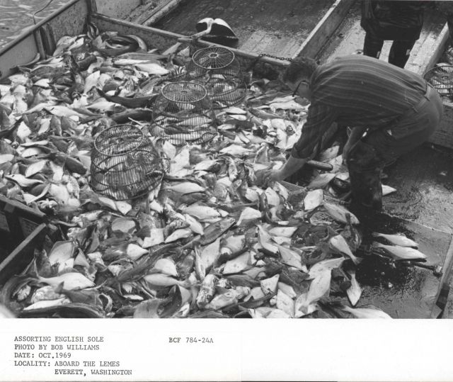 Sorting English sole from non-commercial fish species on F/V LEMES Picture