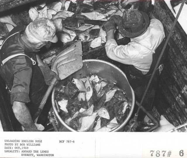 Unloading English sole from hold of F/V LEMES Picture