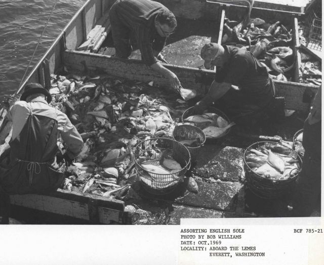 Sorting English sole from non-commercial fish species on F/V LEMES Picture