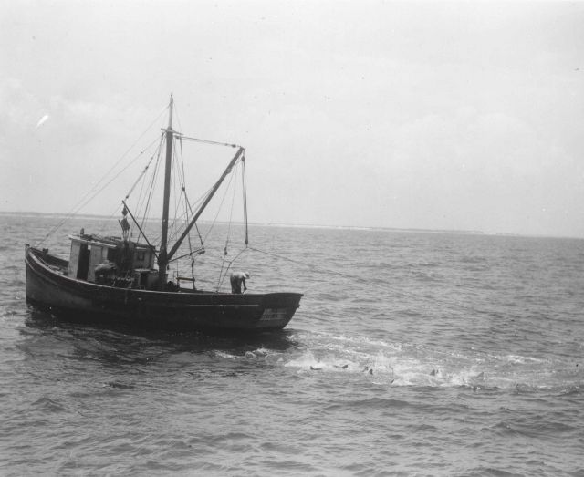 Sharks eating trash fish from a shrimp fishing vessel operated off St Picture