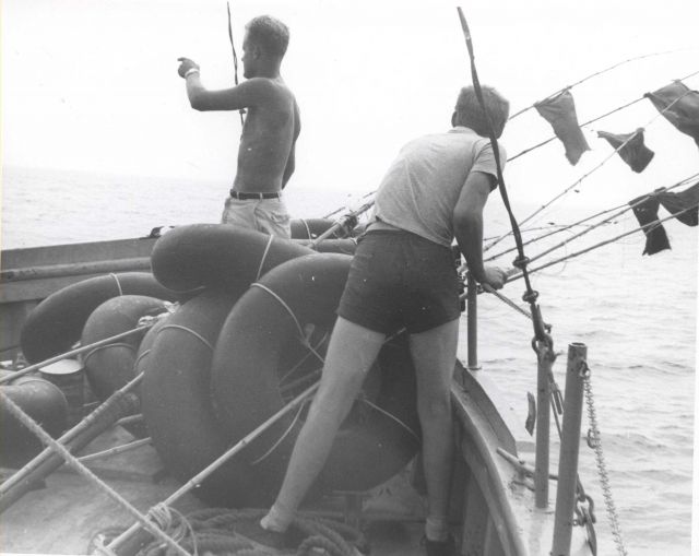 Survey of shark populations along the Atlantic coast from Maine to Chesapeake Bay Picture