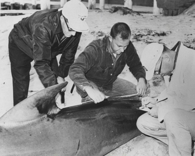 Biologist measuring shark Picture