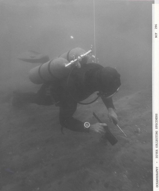Diver collecting specimens and observing bottom organisms Picture