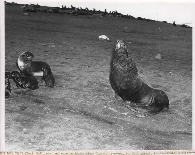 Bull, cow, and pups on Scaria slope of Gorbatch Rookery. Picture