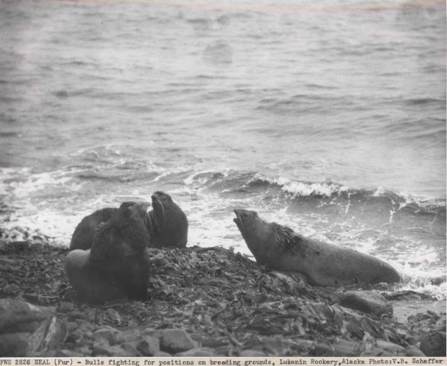 Bull fur seals fighting for positions on breeding grounds at Lukanin Rookery Picture