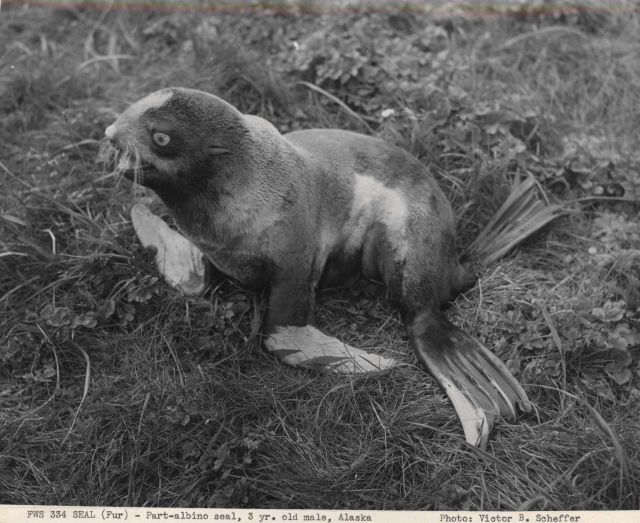 Part albino fur seal - a three-year old male Picture