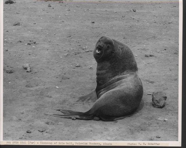Close-up of idle bull at Polovina Rookery Picture