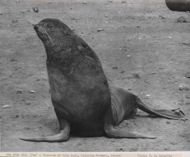 Close-up of idle bull at Polovina Rookery Picture