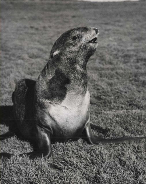 Young bull fur seal Picture