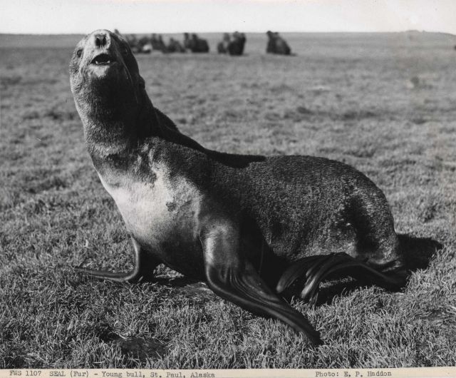 Young bull fur seal Picture