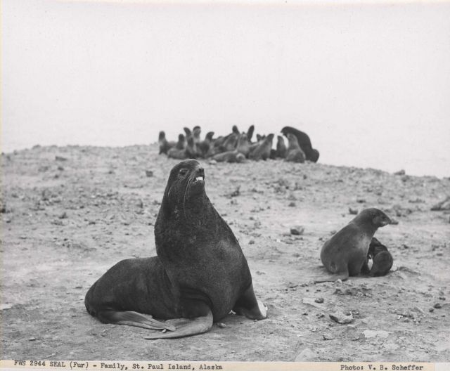 Fur seal family of bull, cow, and pup Picture