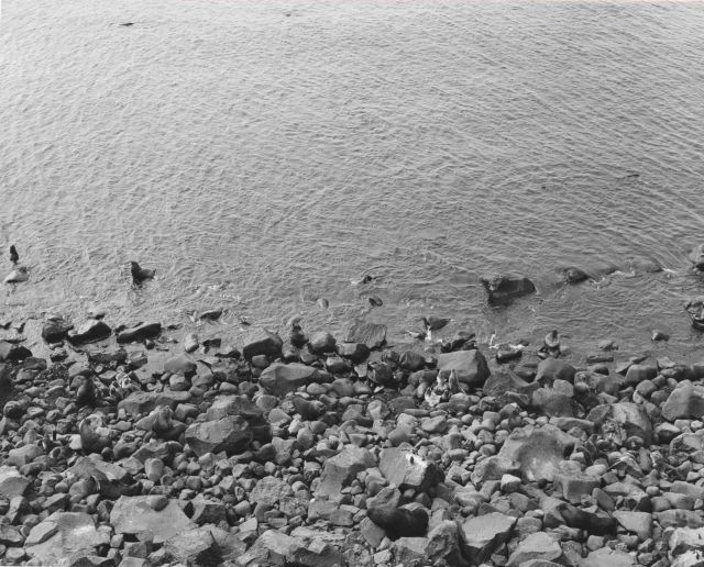 Idle bull fur seals at Reef Rookery - cows starting to come ashore for breeding season Picture