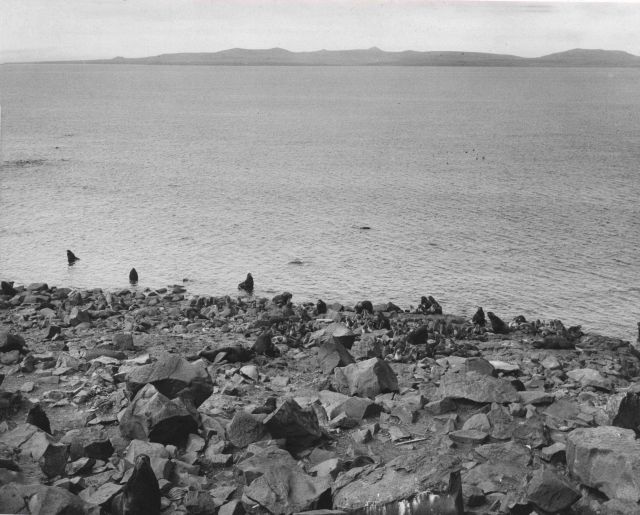 Harems forming at Reef Rookery - cows starting to come ashore for breeding season and agglomeration of harems Picture