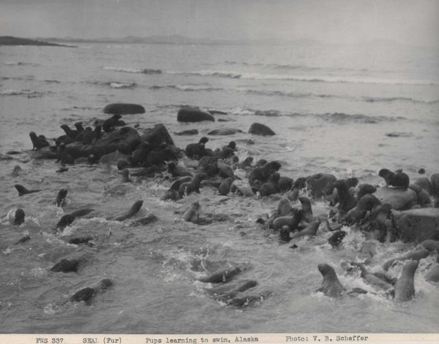 Pups learning to swim at Vostochnoi Rookery. Picture