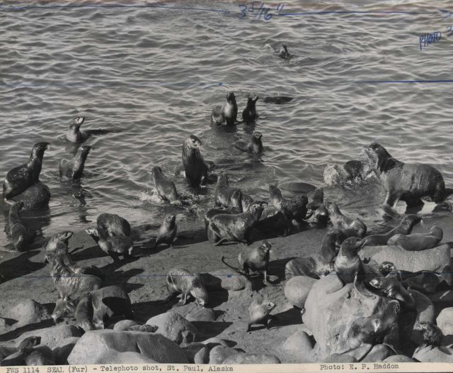 Telephoto shot of harem group Picture