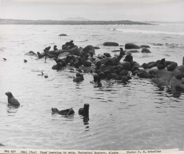 Fur seal pups learning to swim at Vostochnoi Rookery Picture