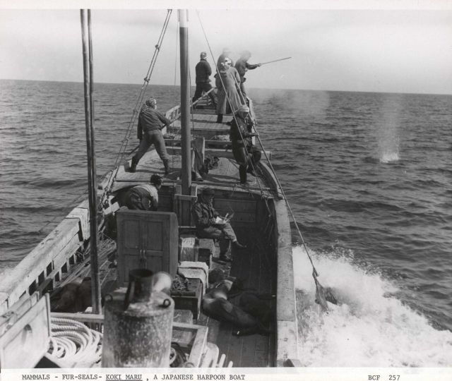 Retrieving a fur seal with a four-pronged gaff while in pursuit of another seal Picture