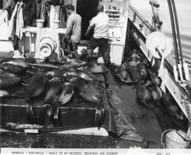Fur seals to be weighed, measured and skinned. Picture