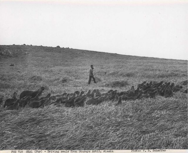 Driving seals from Starays Artil to the killing ground Picture