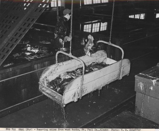 Removing fur seal skins from the wash tanks Picture