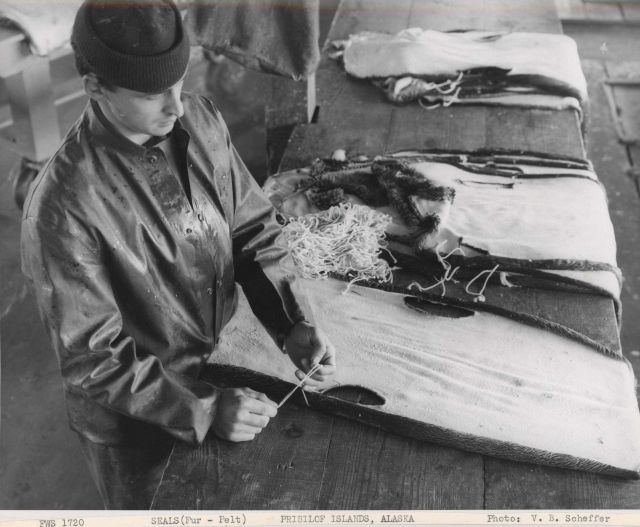 Marking fur seal pelts Picture