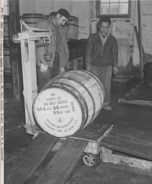 Weighing barrel of fur seal skins Picture