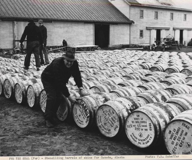 Stencilling barrels of fur seal skins for shipment to either Alaska or Canada Picture