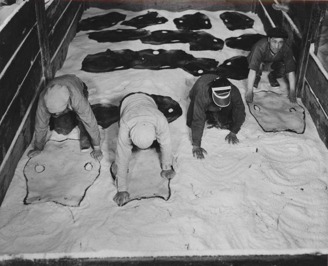 Kenching fur seal skins (preparing to salt skins as part of curing process). Picture