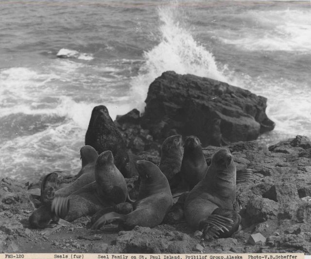 Bull with females and pups of harem Picture