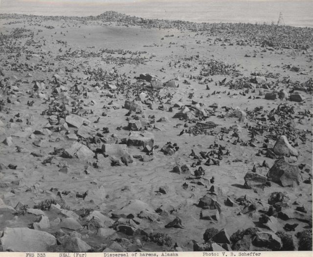 Dispersal of harems following breeding Picture