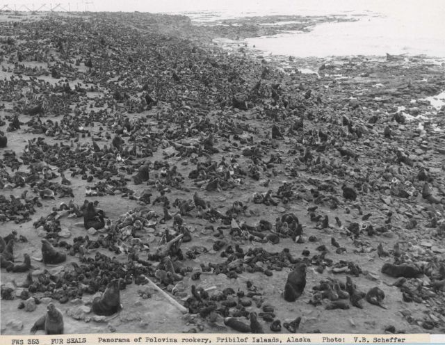 Panorama of the Polovina Rookery Picture