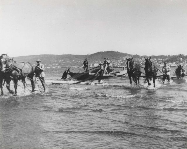 Hauling in beach seine by horse teams. Picture