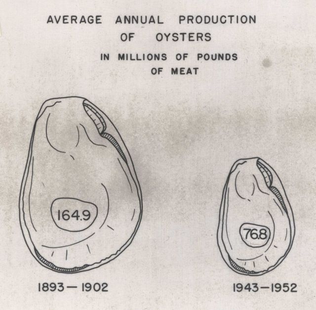 Average annual production of oysters in pounds showing decline when comparing 1893-1902 (164.9 million pounds) vs Picture