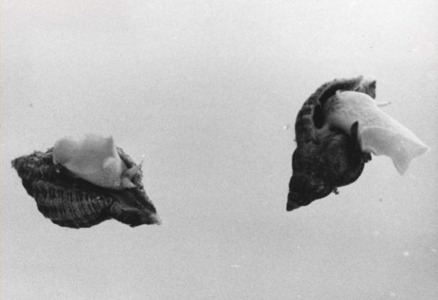 Abnormally swollen oyster drills after contact with a chemical intended to be used for their control Picture
