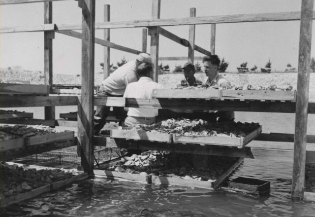 Preparing collectors for obtaining oyster set in articial salt water ponds. Picture