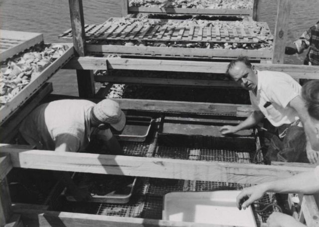Closeup of special structure in middle of artificial pond, to keep spawning oysters Picture