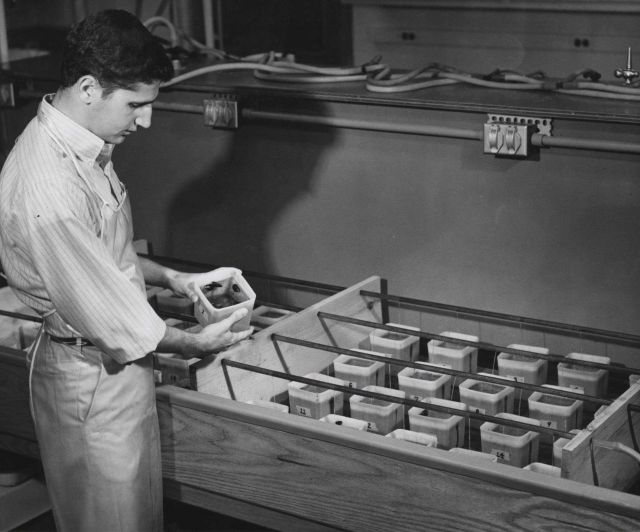 Studies to control predatory activities of oyster drills Picture