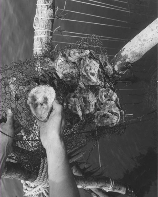 Dead oyster shell with oyster drill hole prominently showing. Picture