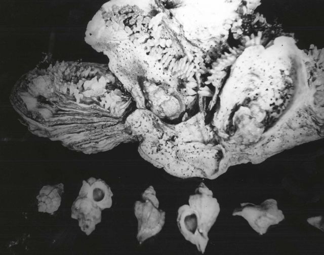 The Japanese oyster drill ocinebra (Tritonalia) japonica deposits egg capsules on oyster shells where young drills will have ready access to new oyste Picture