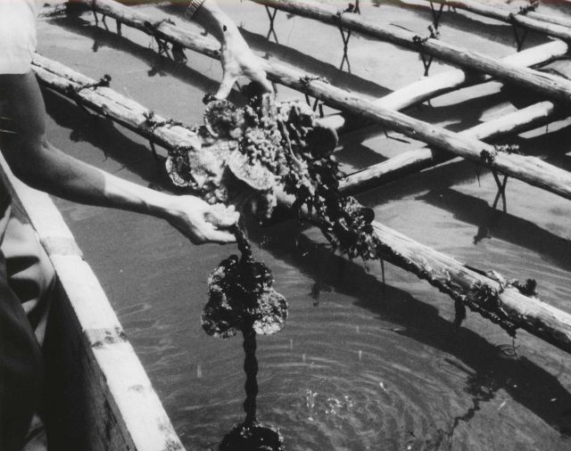 European oysters artificially propagated at the Onagawa Laboratory of Tohoku University are suspended below rafts to determine growth and survival Picture