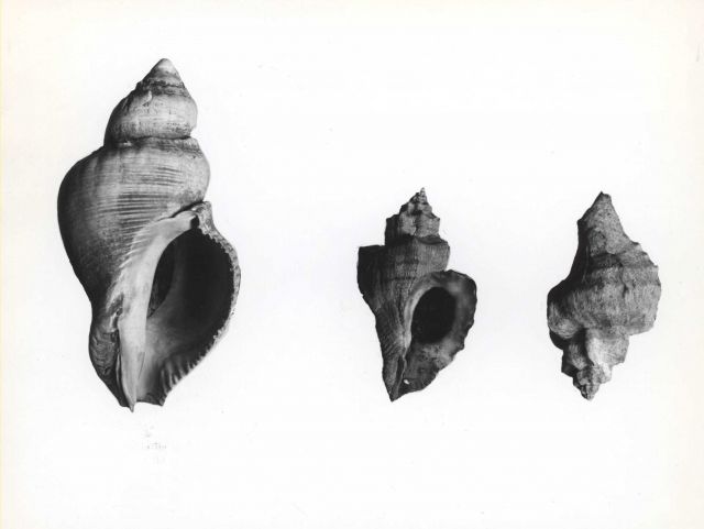 Japanese species of oyster drills Picture