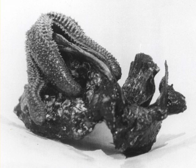 Starfish attacking oyster Picture