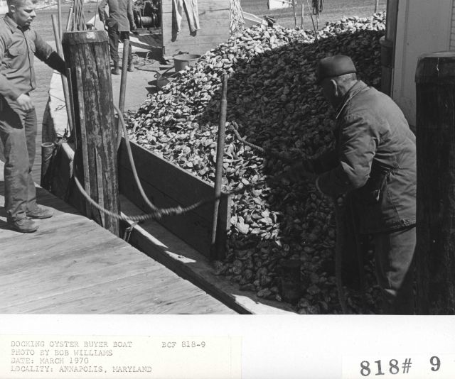 Docking oyster buyer boat Picture