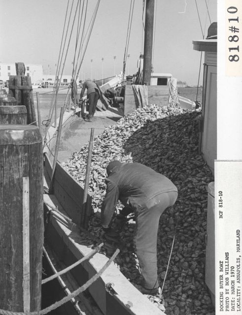 Docking oyster buyer boat Picture
