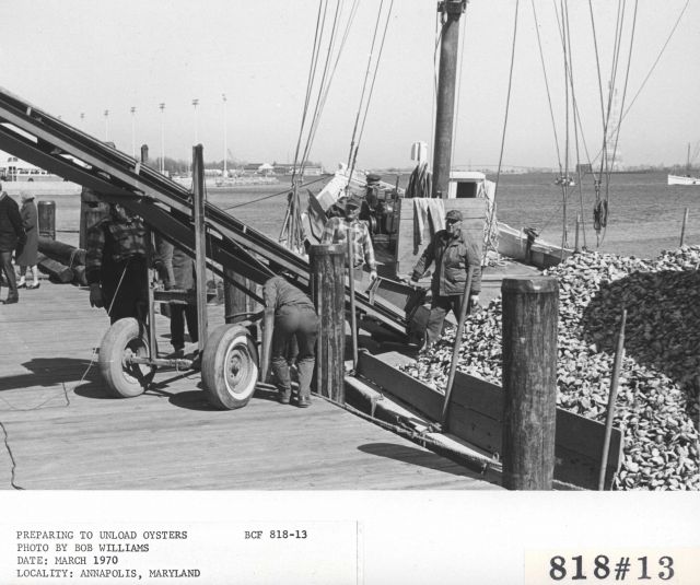 Unloading oysters Picture
