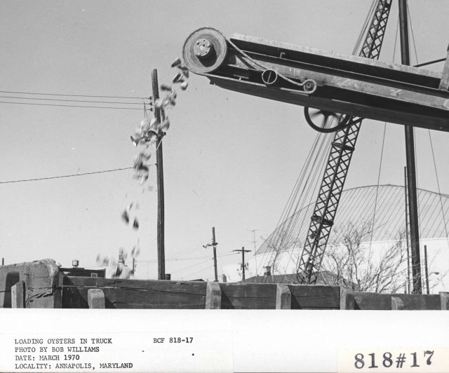 Unloading oysters Picture