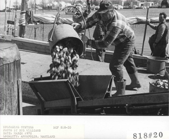 Unloading oysters Picture