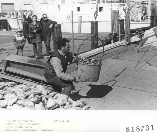 Unloading oysters Picture