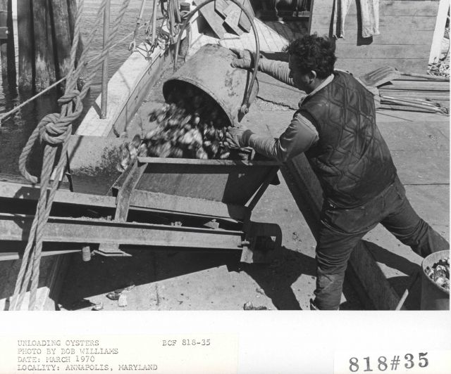 Unloading oysters Picture