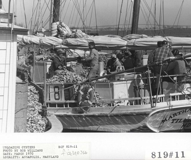 Unloading oysters Picture